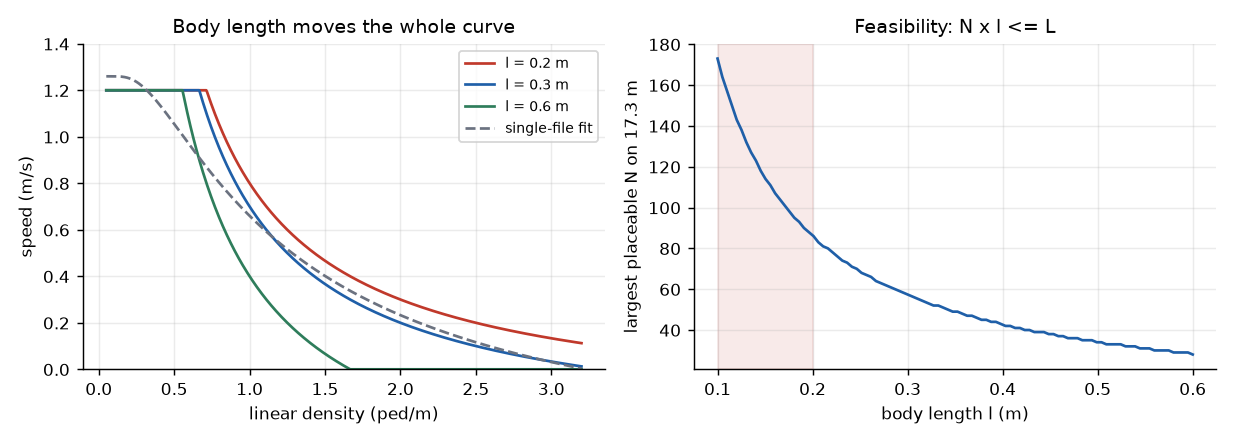 Equilibrium curves for three body lengths against the single-file fit (left); largest placeable N against body length (right).